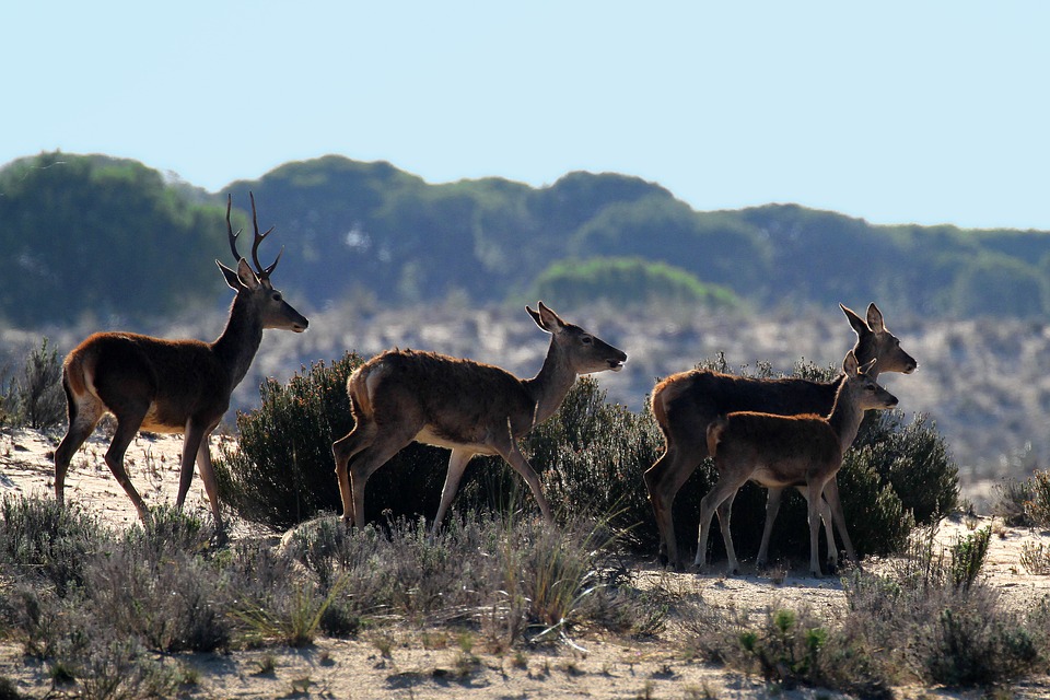 Carne Silvestre y naturaleza